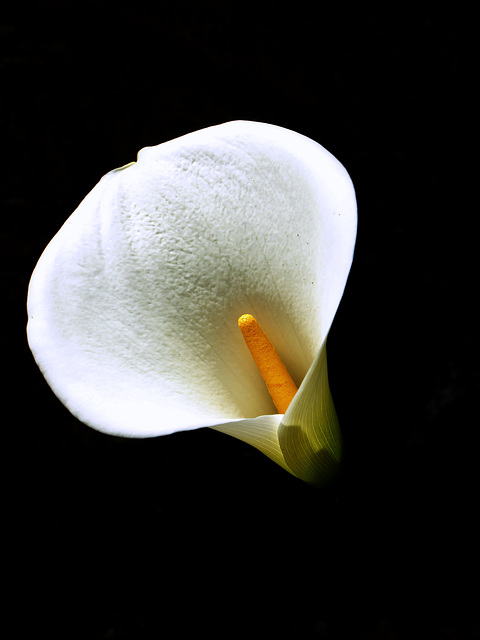 la prima calla