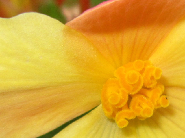The begonia is a very intricate plant
