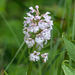 Platanthera psycodes (Small Purple Fringed orchid)