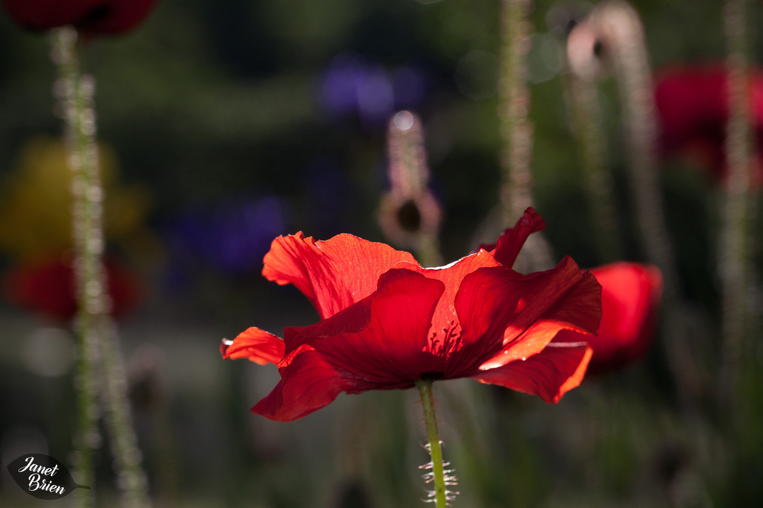 38/366: Magical Poppy Scene