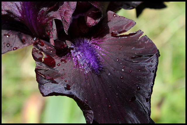 Midnight Oil (5)