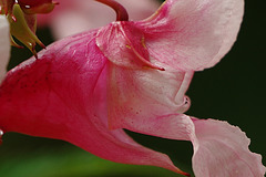 Impatiens glandulifera