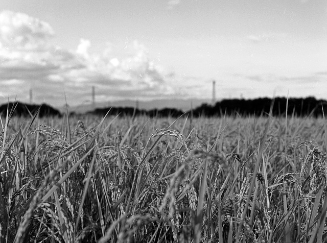 Waiting to be harvested