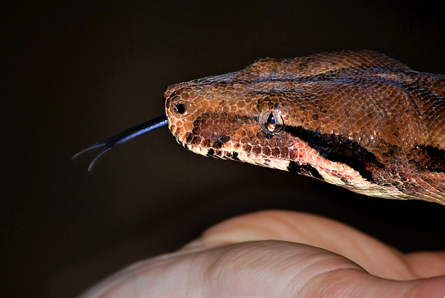 Boa Constrictor and the Lady.