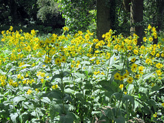 Rosinweed Sunflowers