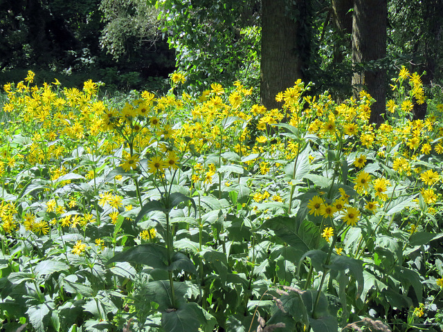 Rosinweed Sunflowers