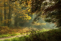 Autumn Forest Road 2