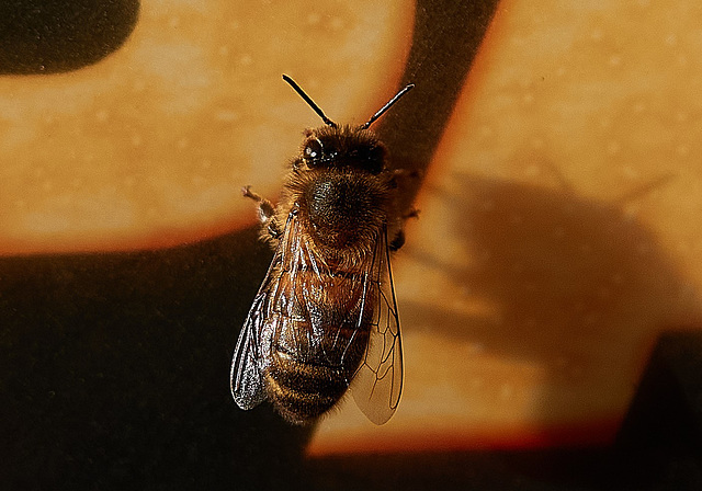 So lovely to see bees again!