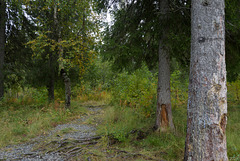 Spaziergang am Ångermanälven bei Vilhelmina (© Buelipix)