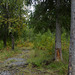 Spaziergang am Ångermanälven bei Vilhelmina (© Buelipix)