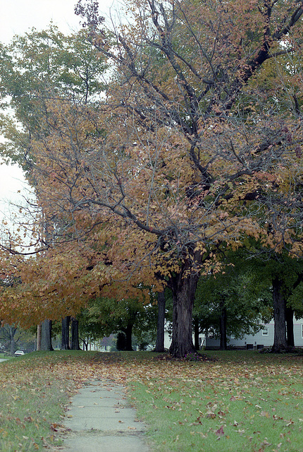 Fall Tree 1990