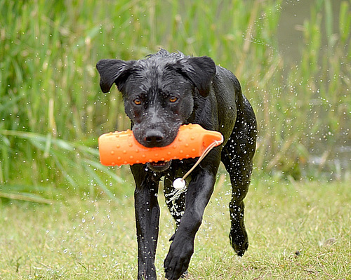 Sports day for Dogs