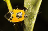 IMG 0304 Shield Bug-1