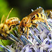 20230719 2647CPw [D~LIP] Kugeldistel, Gelbbindige Furchenbiene (Halictus scabiosae), Honigbiene, Bad Salzuflen