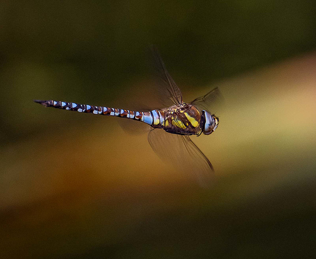 Migrant hawker in flight