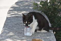 chat qui boit