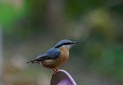 Sittelle Torchepot sous la pluie