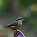 Sittelle Torchepot sous la pluie