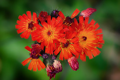Orangerotes Habichtskraut (Pilosella aurantiaca)