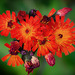 Orangerotes Habichtskraut (Pilosella aurantiaca)