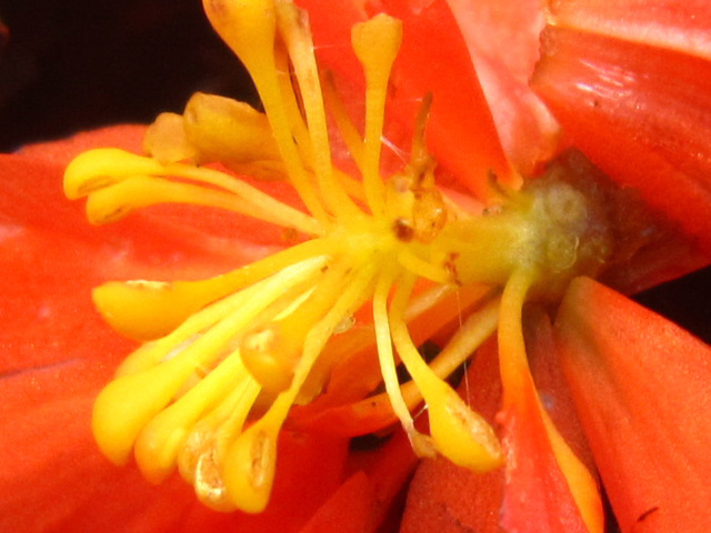A macro of the dying begonia