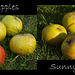 Shady Apples ... Sunny Apples