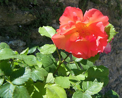 Une rose...
