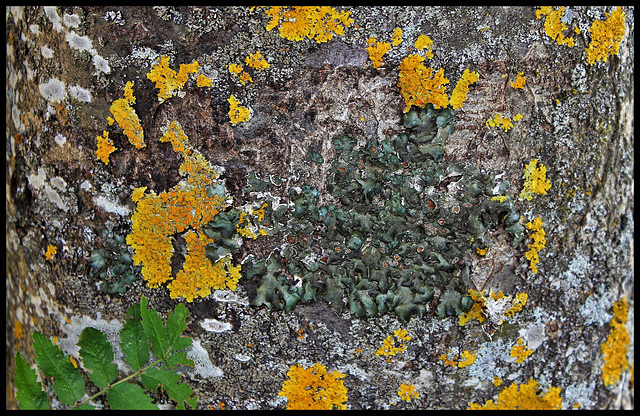 Lichens - Parmélie