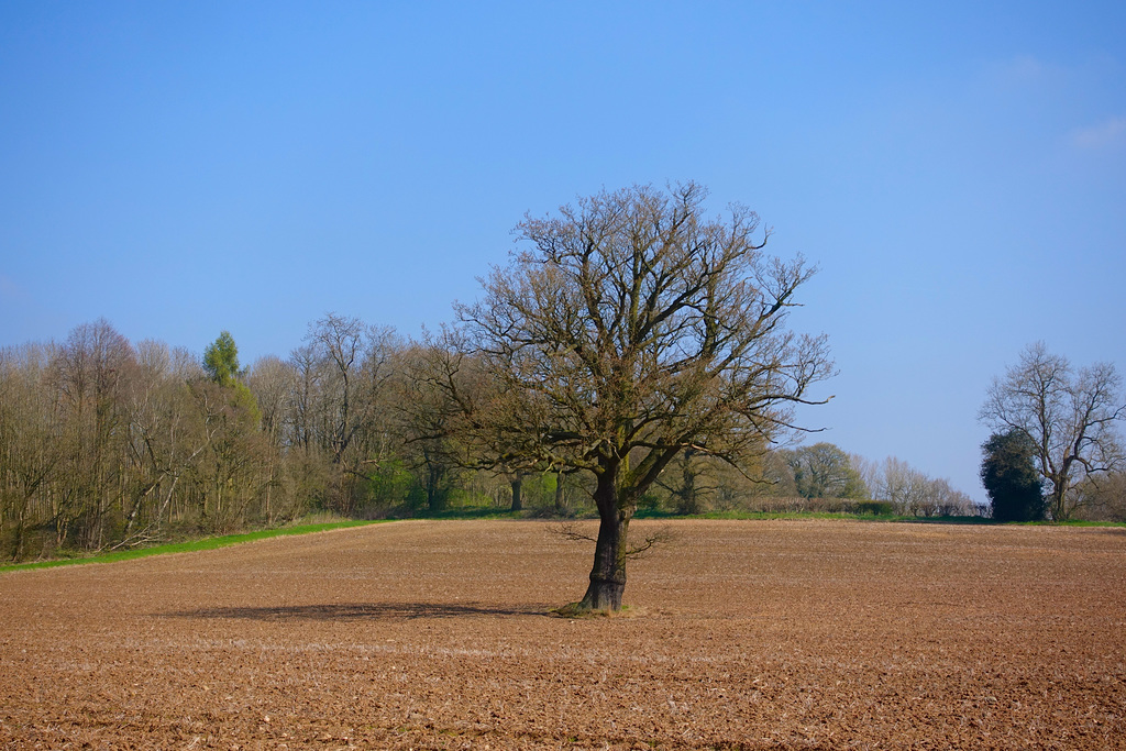 Eccleshall