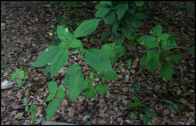 Impatiens parviflora - Balsamine à petites fleurs