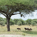 Tarangire, A Small Herd of Wildebeest under Acacia