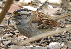 White-throated Sparrow
