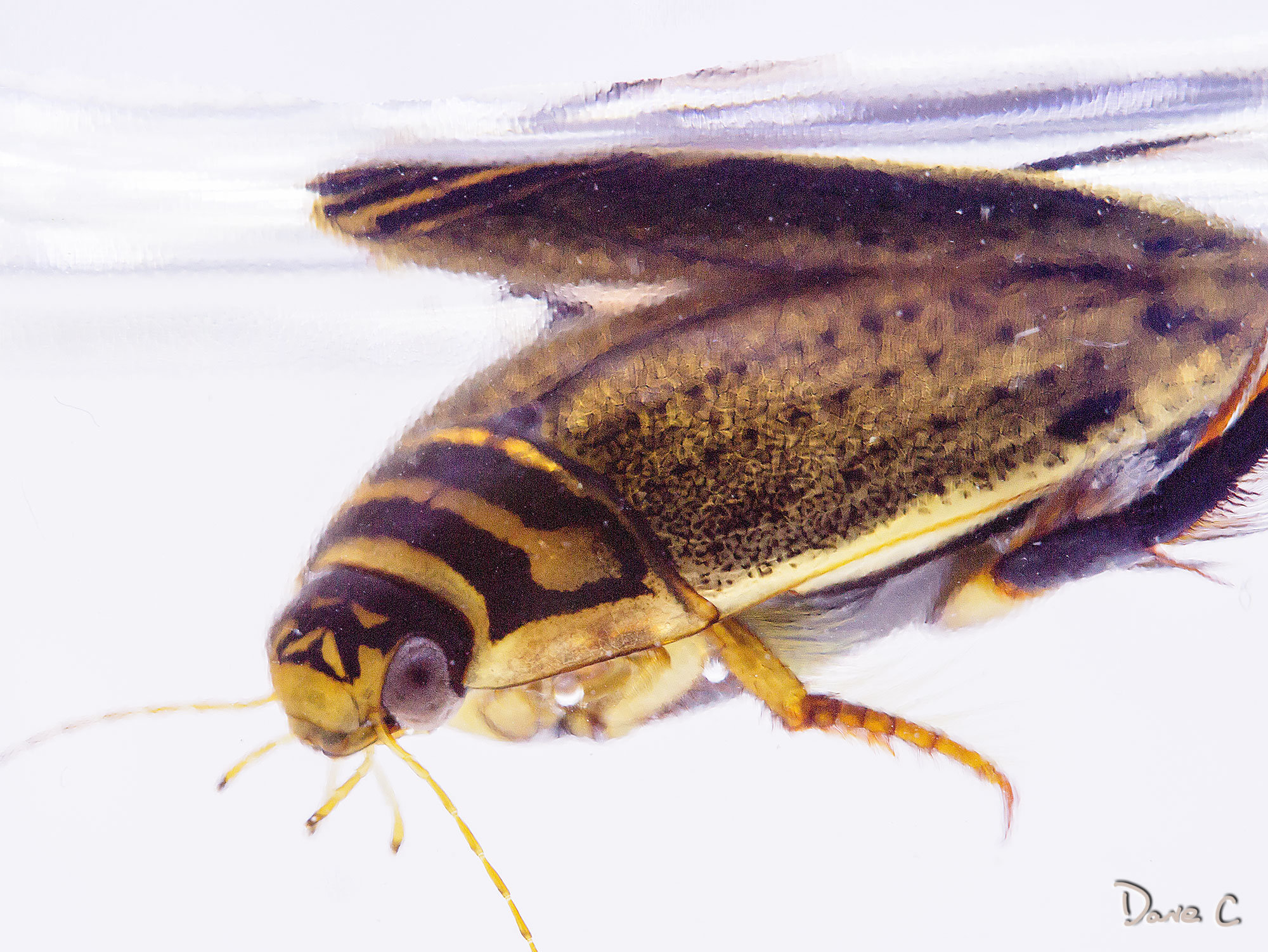Water Boatman