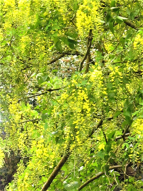 I love this "yellow rain" - although I'm thinking of getting some wisteria "purple rain".