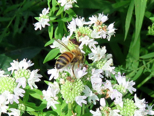 The first honey bee I've seen this year.