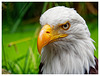 Weißkopfseeadler (PiP)