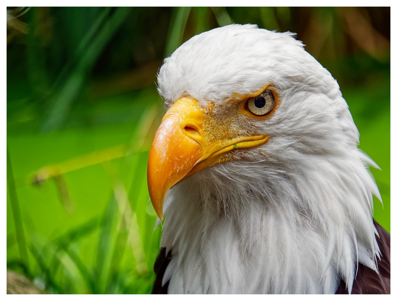 Weißkopfseeadler (PiP)