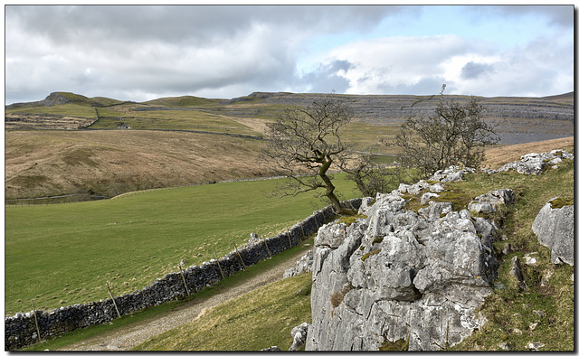 Twisleton Scar and its trees.