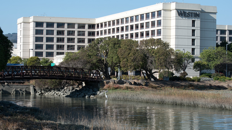 SFO Bayfront park / Westin / egret (# 0575)