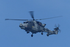 Wildcat Pair (1/2) - 23 July 2021