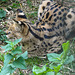 20210729 2168CPw [D~OS] Serval (Leptailurus serval), Zoo Osnabrück