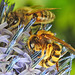 20230719 2648CPw [D~LIP] Kugeldistel, Gelbbindige Furchenbiene (Halictus scabiosae), Honigbiene, Bad Salzuflen
