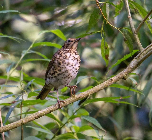 Song thrush