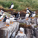 Puffins on Staple Island