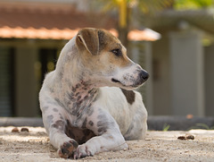 Mauritius Straßenhund DSC08562