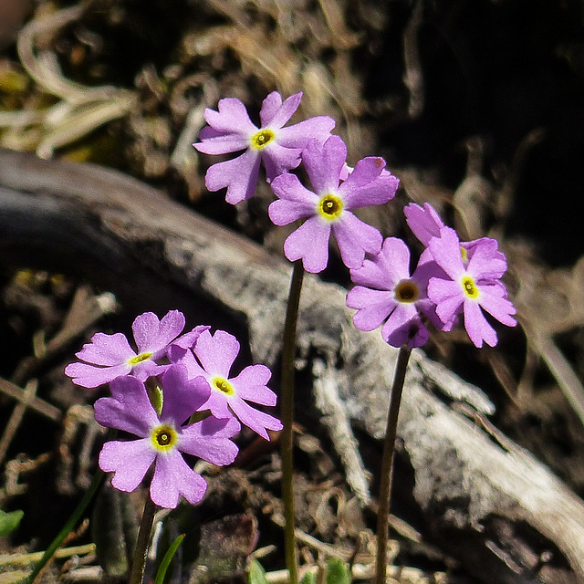 Bird's-eye primrose / Primula mistassinica