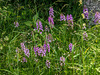 Platanthera psycodes (Small Purple Fringed orchid)