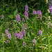 Platanthera psycodes (Small Purple Fringed orchid)