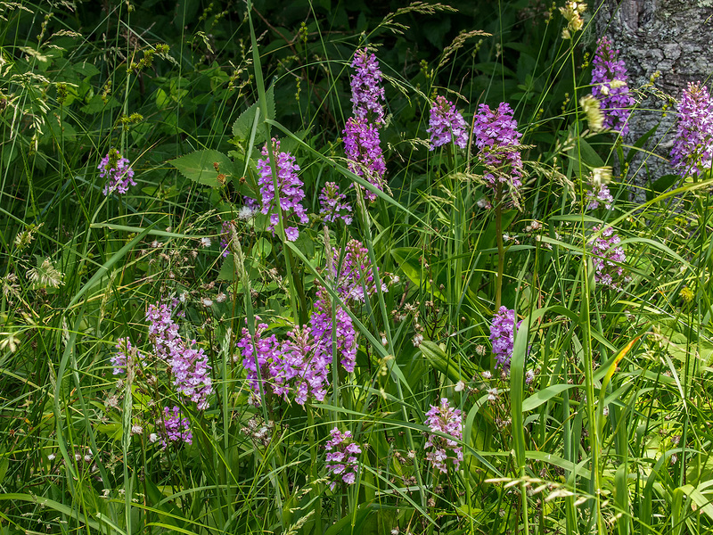 Platanthera psycodes (Small Purple Fringed orchid)