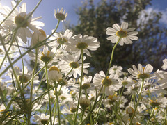 Some daisies in Mandi's garden